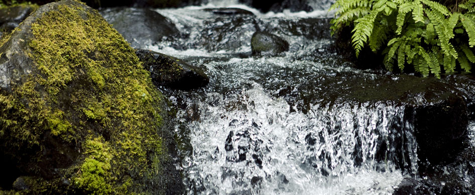 SakéOne water